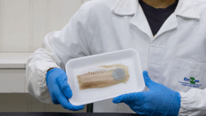 Leia mais sobre o artigo Embalagem inteligente transformará a conservação de peixes com alerta visual de frescor