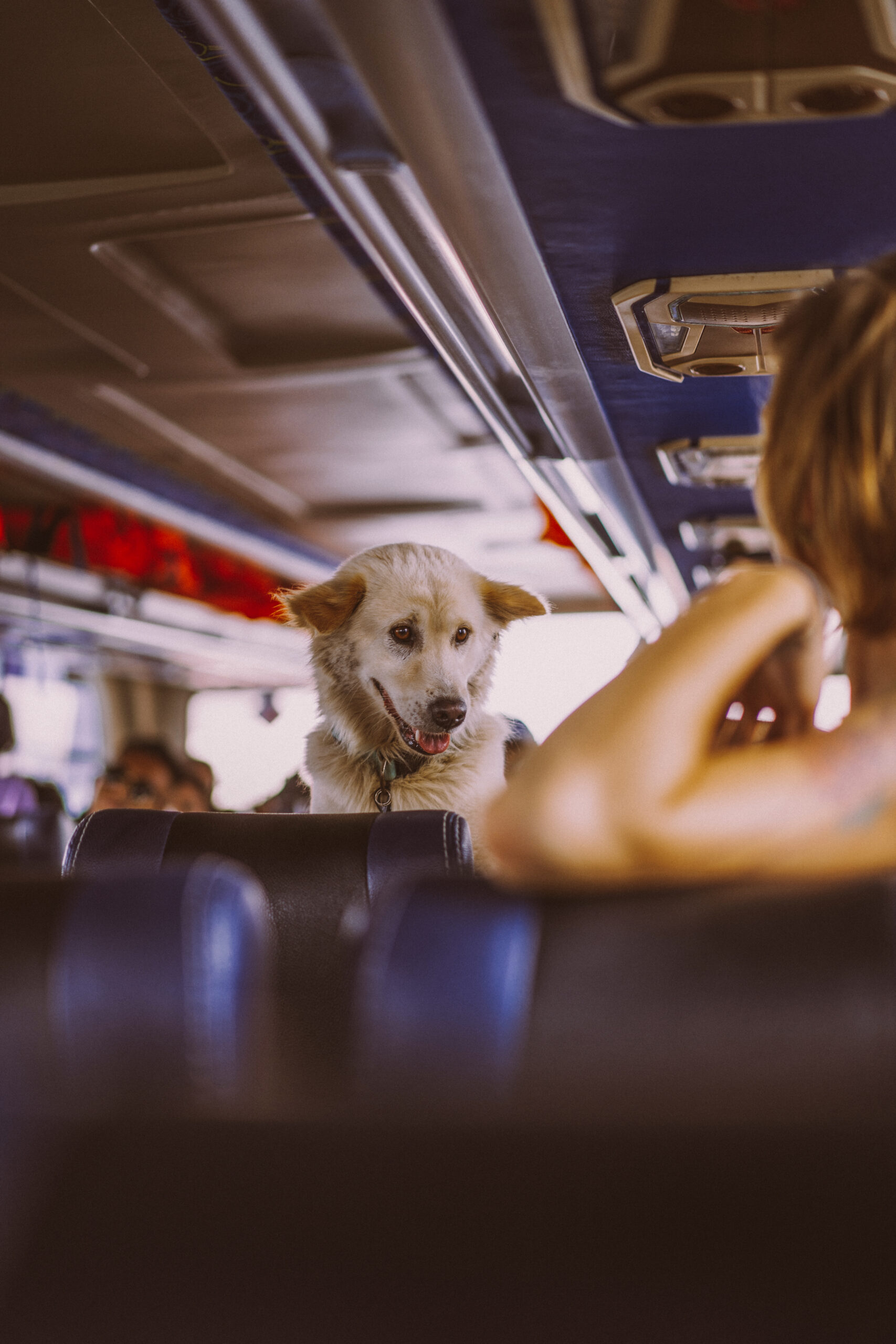 Leia mais sobre o artigo Animais a Bordo: Minas Gerais Regulamenta Transporte de Pets em Ônibus Intermunicipais