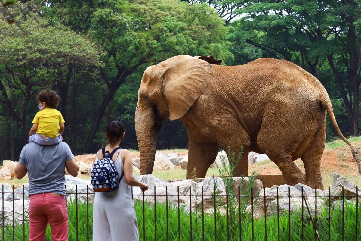 Leia mais sobre o artigo Zoológico de Belo Horizonte Celebra 67 Anos com Dia Especial de Atividades e Conscientização
