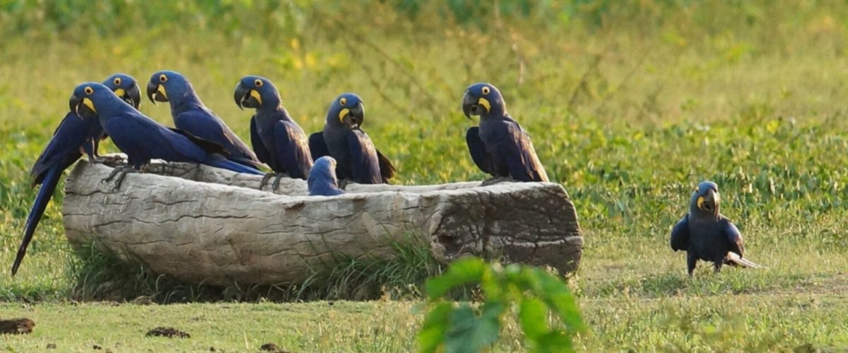 Cientistas usam sons da natureza para medir saúde dos ecossistemas