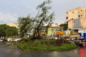 Leia mais sobre o artigo Chuva intensa derruba árvore e poste na Praça Nico Rosa