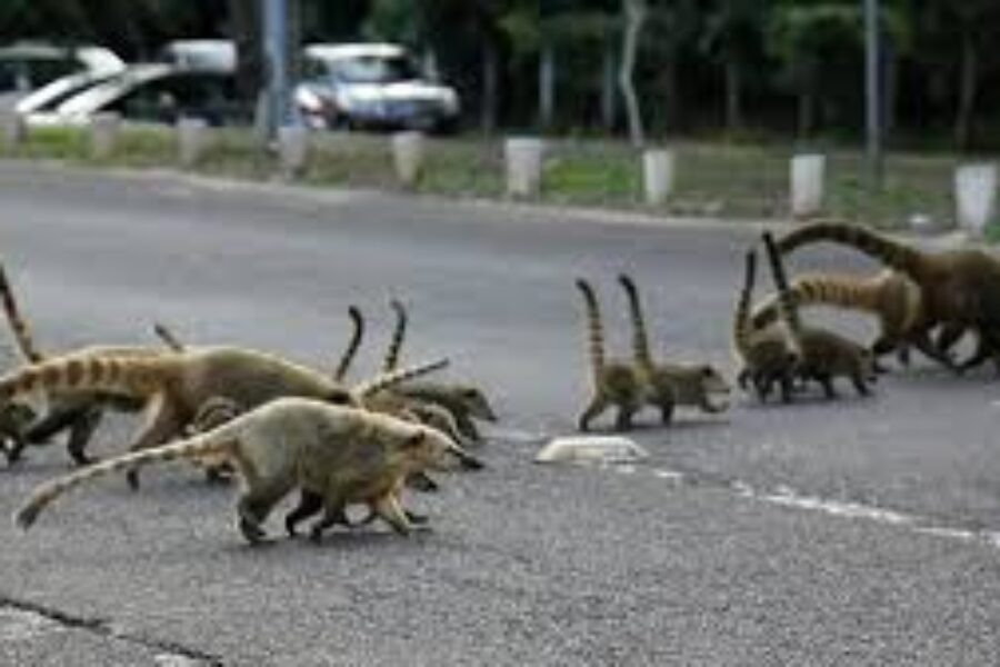 Projeto universitário monitora atropelamento de animais e aponta impacto da urbanização sobre a fauna