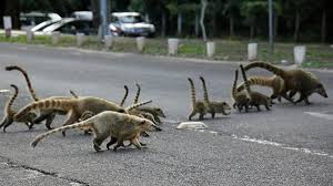 Leia mais sobre o artigo Projeto universitário monitora atropelamento de animais e aponta impacto da urbanização sobre a fauna