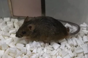 Leia mais sobre o artigo Clonagem sucessiva revela limite biológico após acúmulo de mutações genéticas