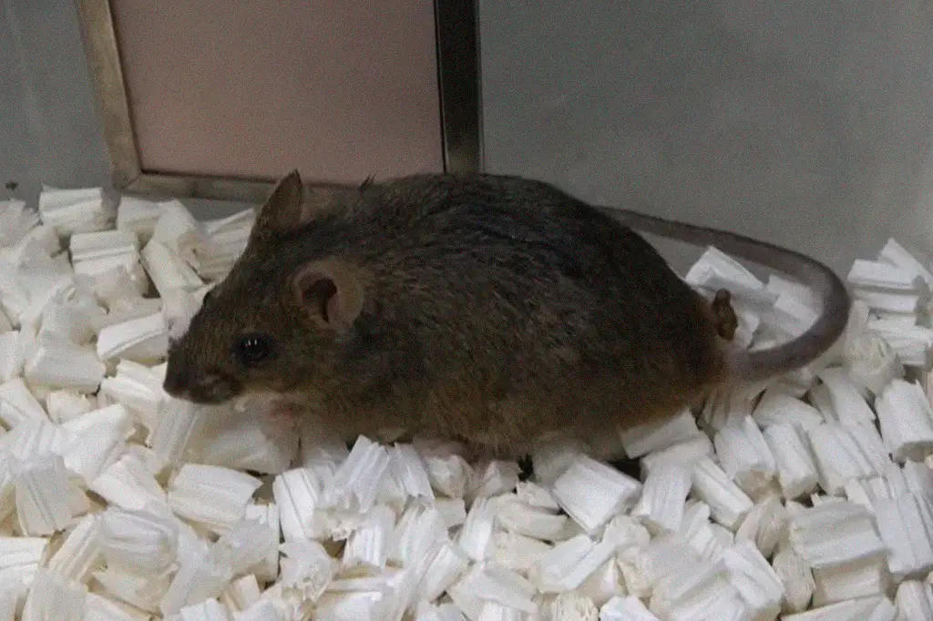 Clonagem sucessiva revela limite biológico após acúmulo de mutações genéticas