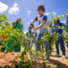 Câmara de Itabira aprova projeto que incentiva plantio de árvores frutíferas em espaços públicos